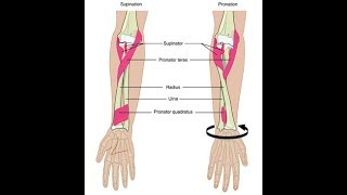 Wrist supination and pronation exercises [upl. by Eelrak579]