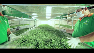 Moringa manufacture Cambodia [upl. by Neysa]