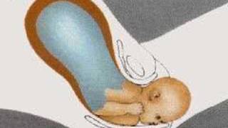 How the Body Works  Childbirth [upl. by Heimer]