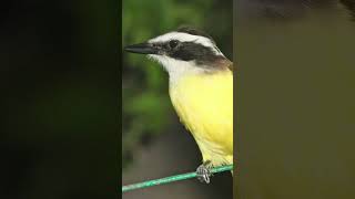 Great Kiskadee Flycatcher Song Video Nature Sounds for Sleep [upl. by Dnalel]