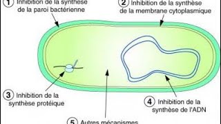 antibiotique [upl. by Suertemed]