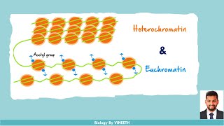 Heterochromatin and Euchromatin [upl. by Tloh299]