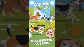 Top energetic dog breeds that will keep you on your toes  shorts [upl. by Nunciata]