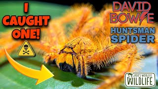 HUGE Huntsman SPIDER and I CAUGHT IT Heteropoda davidbowie [upl. by Bohun]