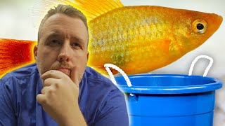 Can You Breed Fish in a Bucket  Beginners Guide to Mini Fish Ponds Part 2 [upl. by Cohl]