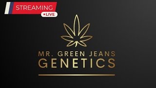 Lemon Space Fuel Toke  Review w Mr Green Jeans Genetics [upl. by Ahse427]