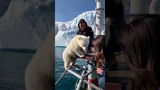 🐻‍❄️ Tiny Polar Bears Heartwarming Rescue 😍 PolarBearRescue WildlifeConservation ArcticAnimals [upl. by Messere539]