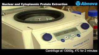 Nuclear and Cytoplasmic Protein Extraction [upl. by Areek667]