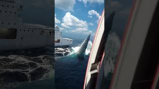 Tubarão MEGALODON ataca barco trending megalodon tubarão viralvideo [upl. by Airehc]