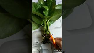 money plant propagation and repottingshortvideo [upl. by Boudreaux]