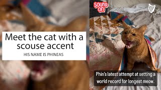 Meet the cat with a scouse accent [upl. by Talyah]