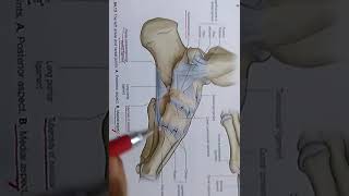 Spring ligament [upl. by Esya]