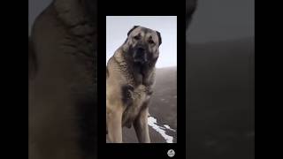 Dont mess with prince👑😨😱⚠️⚠️ prince kangal dogshorts puppy germanshepherd [upl. by Ylen236]