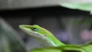 Présentation des Anolis Carolinensis [upl. by Coryden]