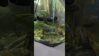 280g Mix Cichlids Vieja fenestratus added [upl. by Neeoma]