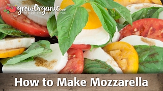 How to Make Organic Mozzarella Cheese [upl. by Mancino935]