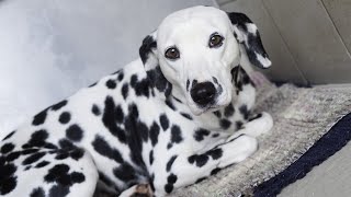 The 10 Pros and Cons of Owning a Dalmatian🐶 [upl. by Joscelin]