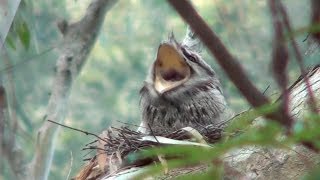 Tawny Frogmouth on nest [upl. by Wheelwright345]