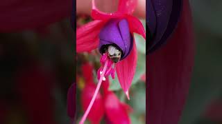 Honeybee Apis mellifera feeding on Fuchsia Mrs Popple 05092024 Northern Ireland [upl. by Eilitan]