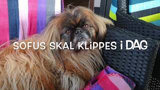 Tibetan spaniel sofus gets a haircut [upl. by Aligna]