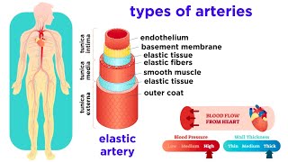 The Circulatory System Part 2 Blood Vessels [upl. by Suravart591]