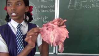 Human Respiration Part 2  Biology  How to teach respiration  Respiration demonstration live [upl. by Labotsirc]