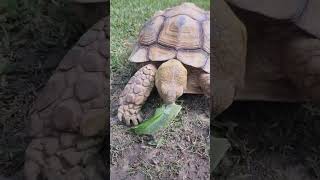 Tortoise Eating Alovera 😋 [upl. by Aline]