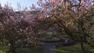 Magnolien im Park Schöntal [upl. by Lucier]