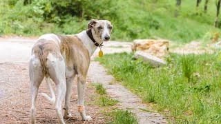 Impress Everyone with These Amazing Whippet Training Tricks [upl. by Nirrek723]