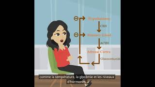 Psychologie de base  la fonction du système endocrinien [upl. by Dnalyag]