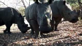 A SAVE THE RHINO SONG Chipembere Rhino Song [upl. by Elleivad]