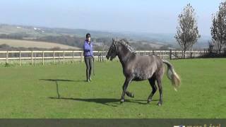 Meet Dartmoor Hill pony Autumn [upl. by Annaitsirk313]