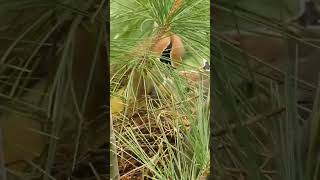 Cedar Waxwing Feeds Nestlings quotNo Time to Be Youngquot quotCrazyquot About Them waxwings nestling babybird [upl. by Katina]