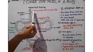 CLOVER LEAF MODEL OF tRNA [upl. by Atazroglam]