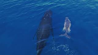 Les Baleines à bosse de La Réunion [upl. by Aceissej199]