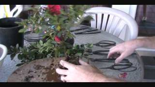 How To Create an Azalea Bonsai From a Nursery Plant [upl. by Slin]