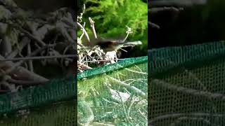 Cute New Zealand Fantail Bird birds newzealand nature [upl. by Sindee]