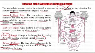 Anatomy amp Physiology 92 Structure and Function of Sympathetic Nervous System  Sympathetic System [upl. by Nylg]