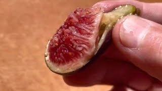 Crozes fig variety  perfectly ripened and top tier [upl. by Ceevah]