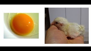 Observation of the Development of Chick Embryo [upl. by Genet]