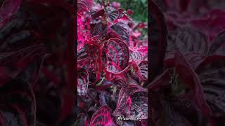 Bloodleaf Iresine herbstii血叶草Pokok Daun Darah chickengizzard beefsteak plantFormosa bloodleaf [upl. by Rahr]