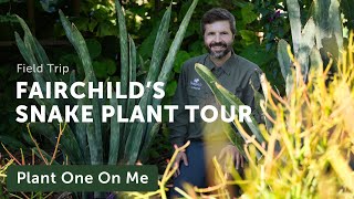 SNAKE PLANT TOUR at Fairchild Tropical Botanic Garden — Ep 303 [upl. by Jorge656]