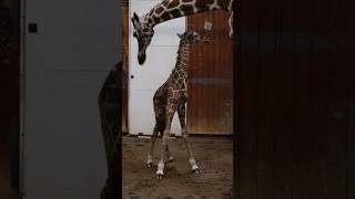 Netgiraffe geboren in ARTIS🦒 [upl. by Tomkin758]