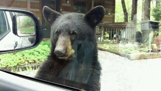 Momma Bear amp Cubs In Gatlinburg TN [upl. by Rohn]