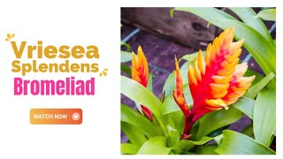 Vriesea Splendens Bromeliad  Flaming Sword Bromeliad  TinyLeaf [upl. by Chaim]