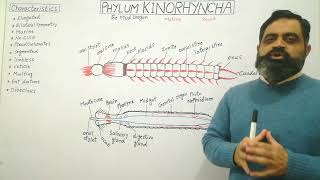 Kinorhyncha English medium profmasoodfuzail Phylum Kinorhyncha  Mud dragon [upl. by Atiluap880]