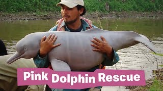 Pink Dolphin Rescue  Endangered Species Revenge [upl. by Hugo]