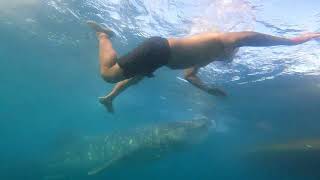 Whale shark and myself Philippines [upl. by Naujit]