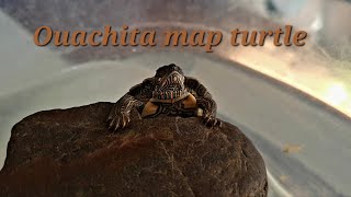 Ouachita map turtle TurtleTerrapinTortoise [upl. by Hollinger59]