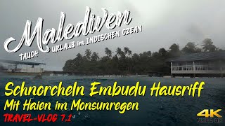 MALEDIVEN 2021  Embudu Island Hausriff quotSchnorcheln mit Haien im Monsunregenquot 4K 🦈 SüdMale Atoll [upl. by Nylemaj102]